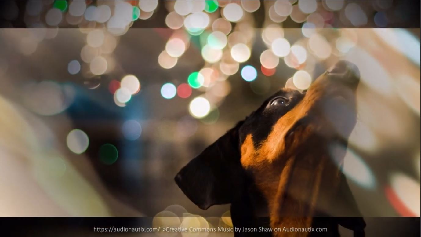 Foto memoria puchi.jpg